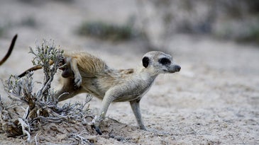 Meerkat anal pouch