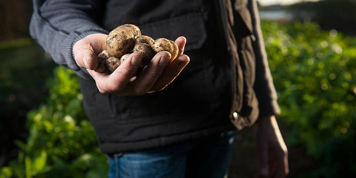 10,000 years ago, North Americans were chowing down on potatoes—some things never change