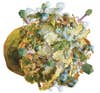 Once they've hijacked a bacterial cell, viruses replicate inside it, producing enzymes that poke holes in the cell wall to kill the bacterium and release more infectious phages