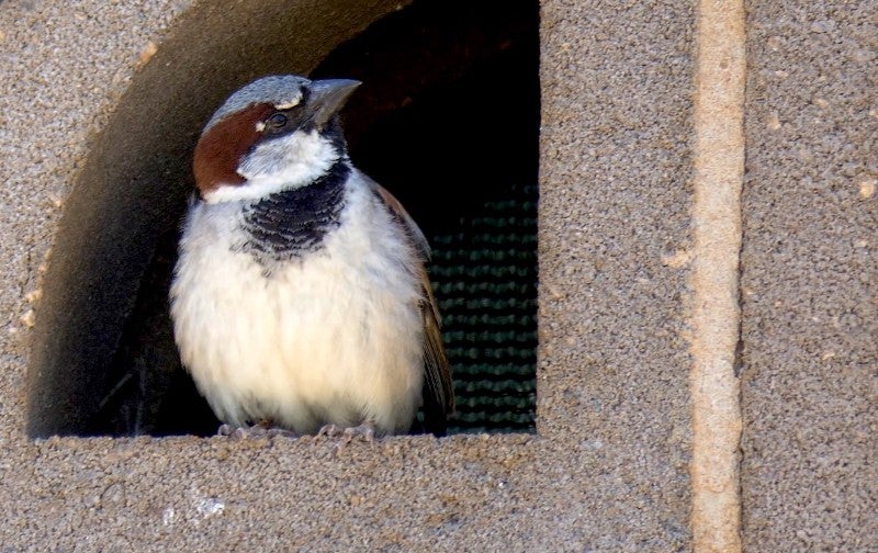 A house sparrow.