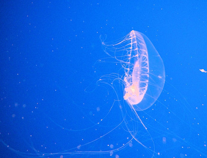 "jellyfish"
