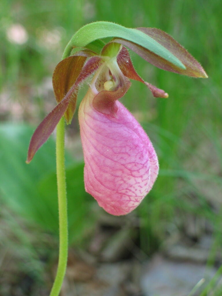 <strong>What Thoreau Said:</strong> <em>aWhen the lady's slipper and the wild pink have come out in sunny places on the hillsides, then the summer is begun according to the clock of the seasons.a</em> -- <a href="http://books.google.com/books?id=V3ZnZI2XhUgC&amp;pg=PA152&amp;lpg=PA152&amp;dq=%E2%80%9Cwhen+the+lady%E2%80%99s+slipper+and+the+wild+pink+have+come+out+in+sunny+places&amp;source=bl&amp;ots=VdBiE4qH9q&amp;sig=suXdktH0A6ArpngNXssC1Q_b6wM&amp;hl=en&amp;sa=X&amp;ei=WsFwT_GRJuTU2AWV-tDxAQ&amp;ved=0CC0Q6AEwAA#v=onepage&amp;f=false">June 1, 1850</a> <strong>Current Status:</strong>: Pink lady's slipper, like all orchids, are in moderate to major decline in modern-day Concord.