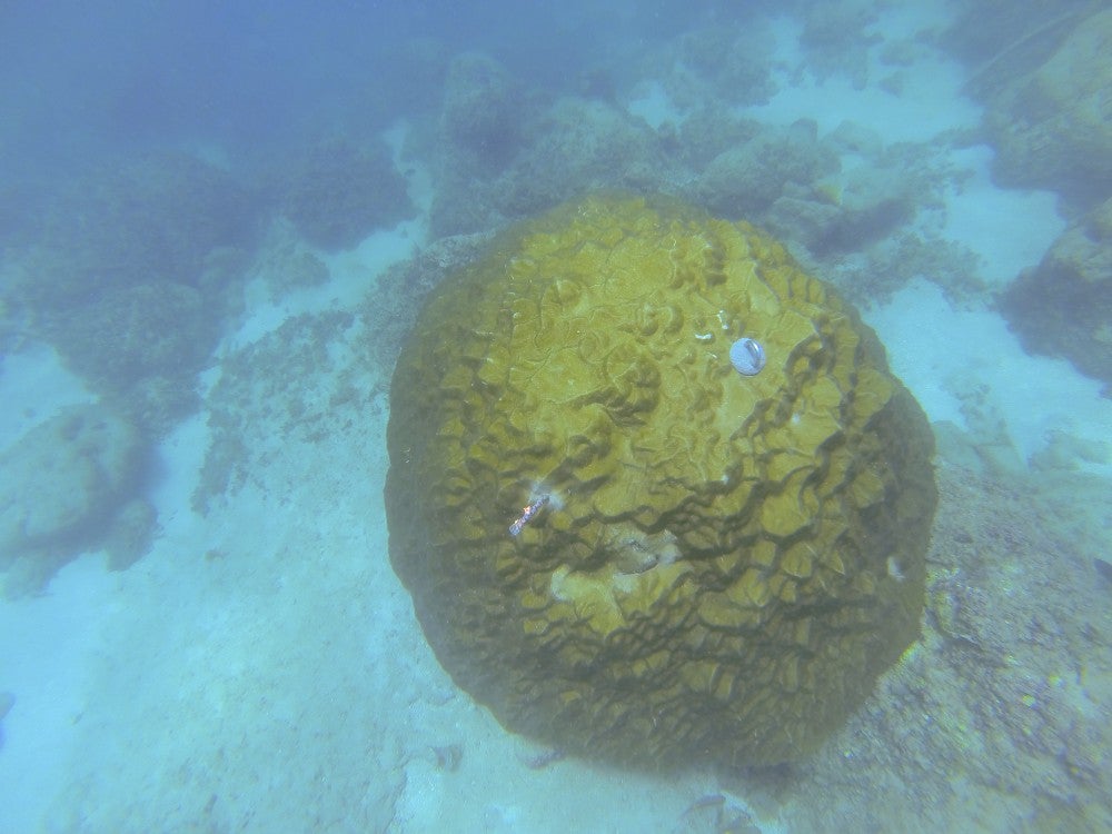 Researchers extracted a skeleton from this coral and capped the resulting hole with a cement plug