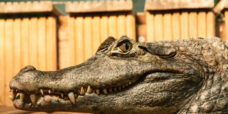 Are Crocodiles Secret Fruit-Lovers?