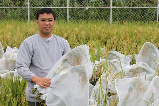 Antonio Alfonso, project leader for the Philippine Rice Research Institute, harvests some golden rice. Photo taken in 2011.