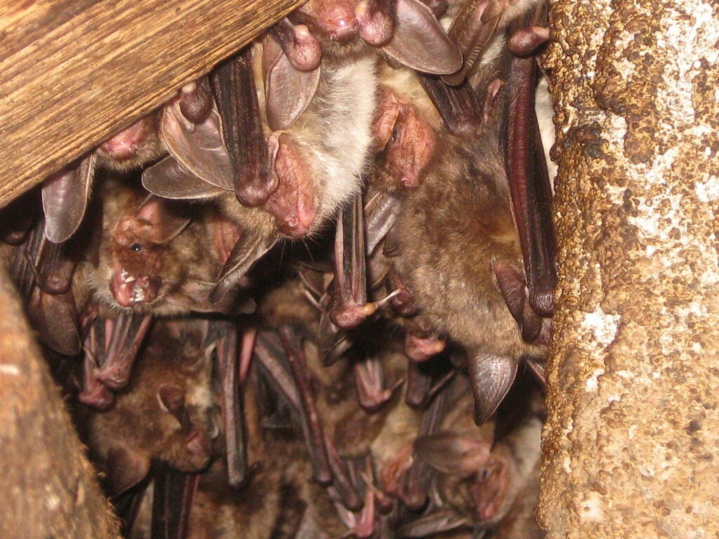 Greater mouse eared bat myotis myotis