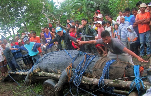 This crocodile, found in the Philippines, is officially the world's largest, at more than 20 feet long. It's suspected of killing two people, which is partly why these people seem so excited to strap it onto a wagon.