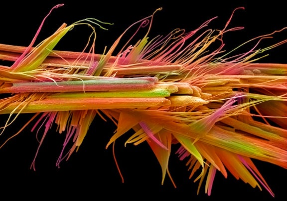 Captured in false-color scanning electron micrography, these caffeine crystals are just 40 microns in length.