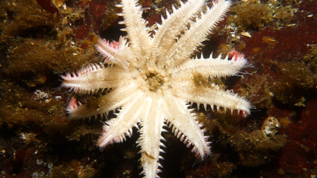 "Starfish"