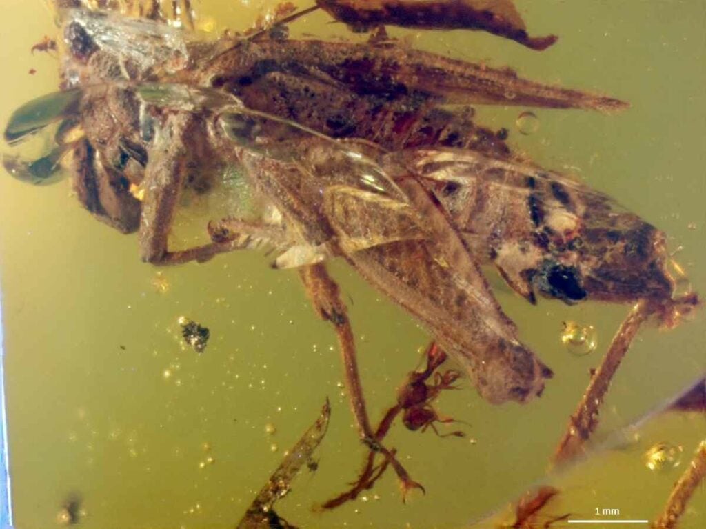 50 years after it was found in the Dominican Republic, well-preserved amber is finally re-emerging from the vaults of the Illinois Natural History Survey. Inside the amber lies a unique array of impeccably-preserved insects that have given researchers new insights into how insects have evolved. In the amber, they discovered a new species of pygmy locust that lived between 18 to 20 million years ago. The locust had vestigial (non-functional) wings, which was a transitional phase between the winged locusts of the past and today's non-winged varieties. <a href="https://www.popsci.com/article/science/quantum-paths-desire-and-other-amazing-images-week/"><em>From August 1, 2014</em></a>