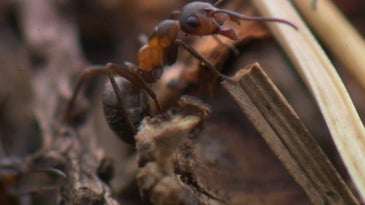 A Biologist Tracks Ants With Teeny Radio Tags