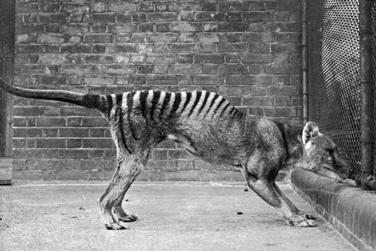 A thylacine or 'Tasmanian wolf', or 'Tasmanian tiger' in captivity, circa 1930. These animals are thought to be extinct, since the last known wild thylacine was shot in 1930 and the last captive one died in 1936. (Photo by Topical Press Agency/Hulton Archive/Getty Images)