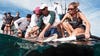 Hammerschlag, fellow scientists, and students prep a shark together. During tagging, they pipe oxygenated water over a shark's gills to ensure that it continues to breathe.