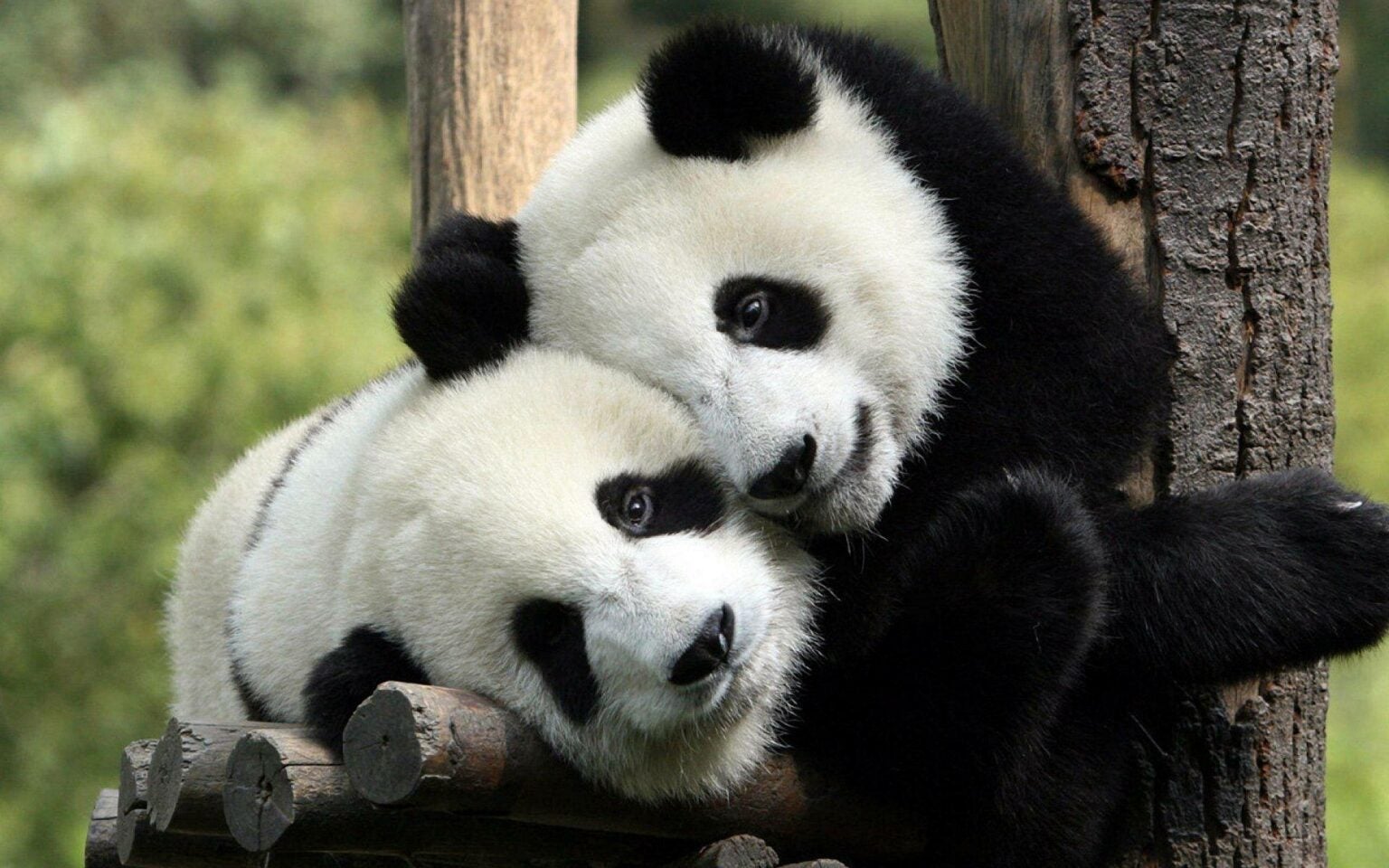 Pandas Have Cute Markings Because Their Food Supply Sucks Popular Science