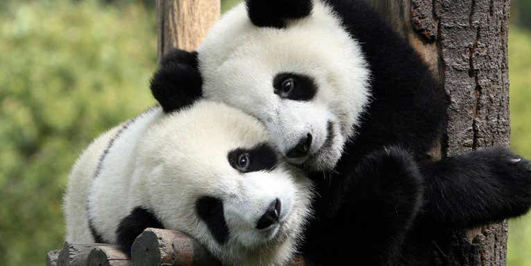 Pandas have cute markings because their food supply sucks