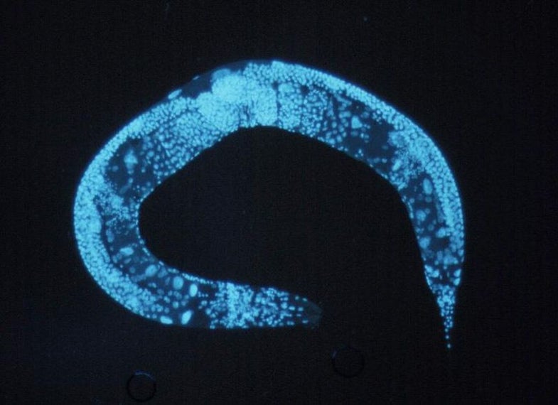 Tweaking One Enzyme Doubles A Worm’s Lifespan