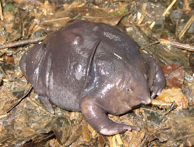 A Campaign To Save The World’s Ugliest Endangered Animals