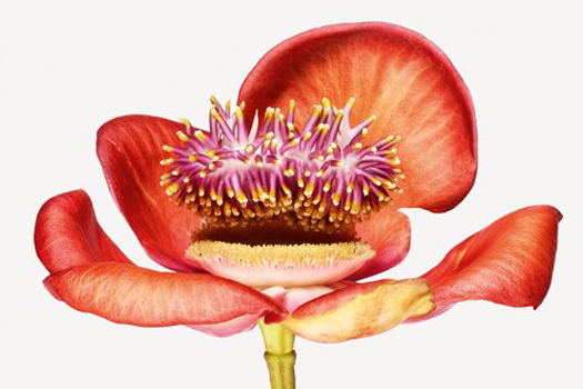 The Most Amazing Photos Of Flowers You’ve Ever Seen