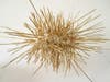 Sculptures Reimagine Pasta And Bamboo As Bacteria And DNA