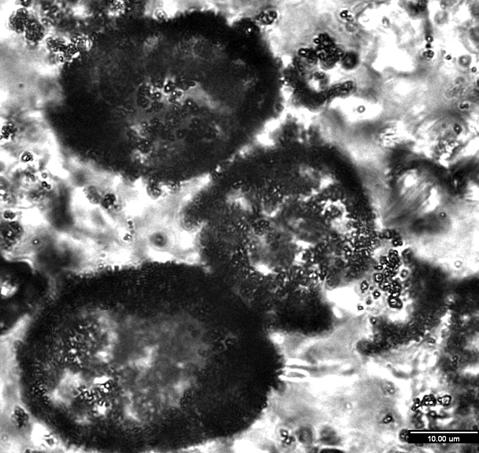 The fossil cells were found clustered in groups and attached to sand grains. The middle cell in this image has a ruptured wall.
