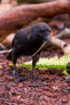 captive hawaiian crow carrying a stick