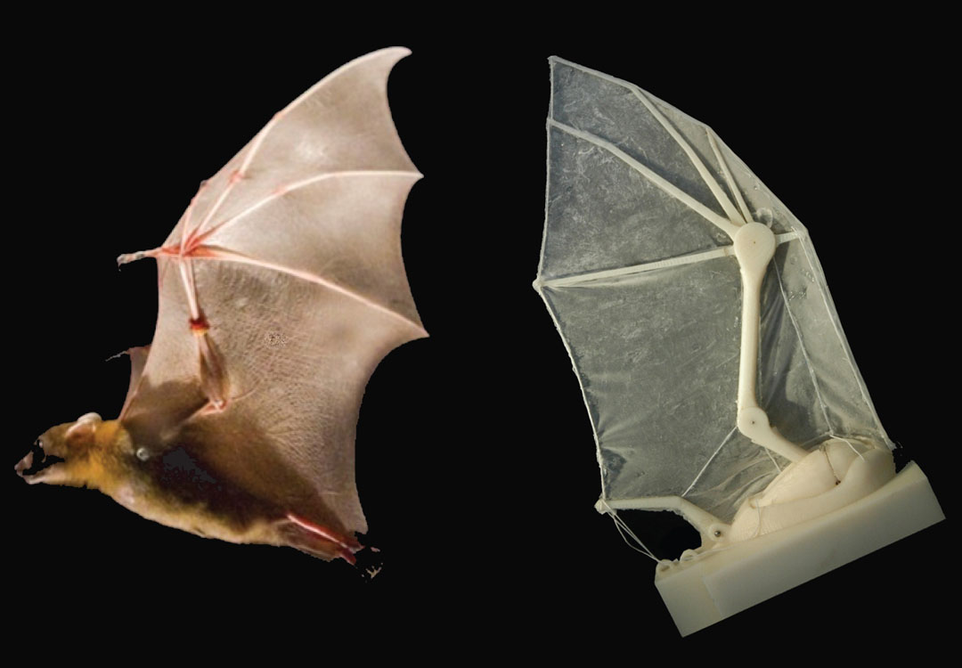 A robotic bat wing lets researchers measure forces, joint movements, and flight parameters — and learn more about how the real thing operates in nature.