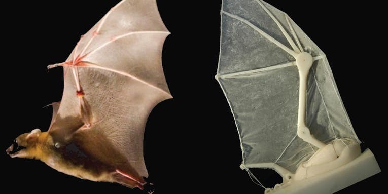 Flapping Robotic Wing Helps Biologists Uncover Secrets Of Bat Flight
