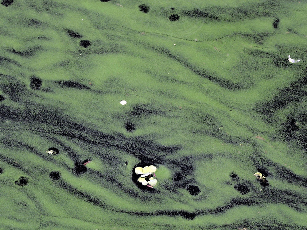 Algae cover the surface of the Caloosahatchee River