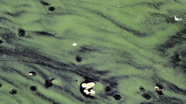 Algae cover the surface of the Caloosahatchee River