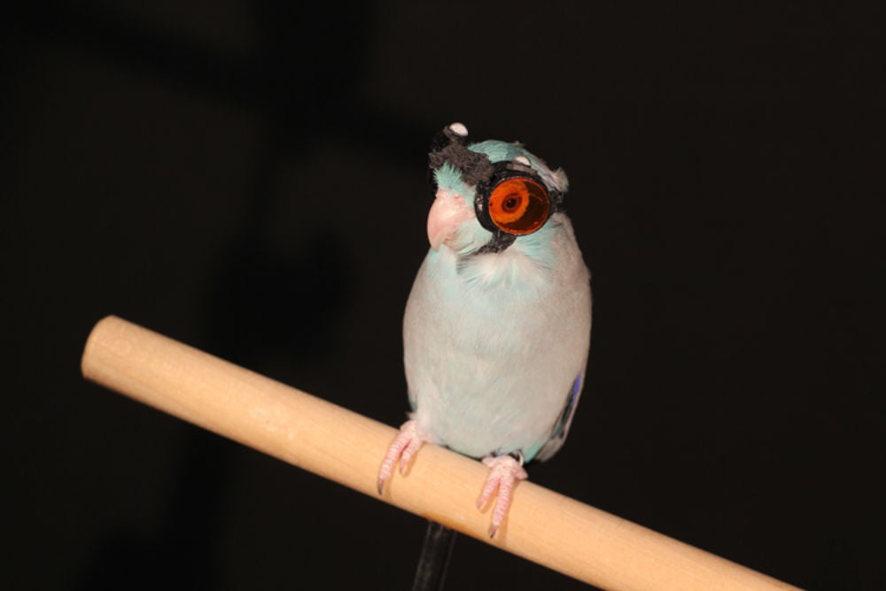 Birds in tiny goggles, exploding batteries, and more