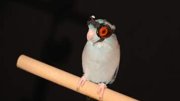 Birds in tiny goggles, exploding batteries, and more