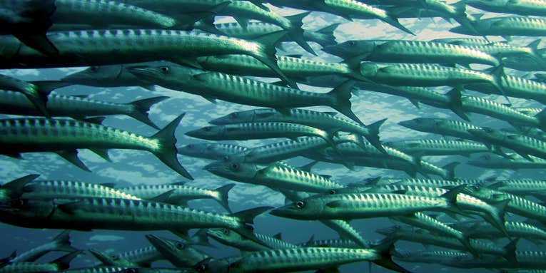 Warming seas are robbing some fish of their vital sense of smell