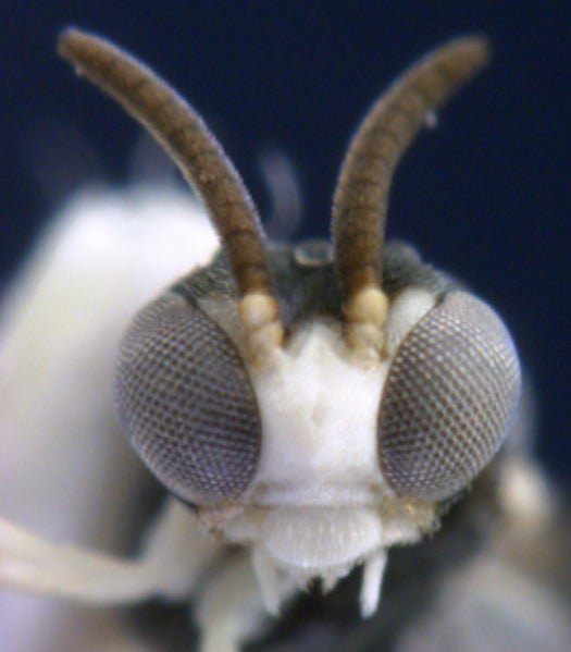 From Madrid, the <em>Kollasmosoma sentum</em> is a natural-born assassin in the insect world. It flies at one centimeter above the ground, waits for an ant to cross its path, then puts an egg inside the ant in 0.052 seconds. Check out the process in <a href="http://www.youtube.com/watch?v=bpMGhGMWaTA">this (short) video</a>.