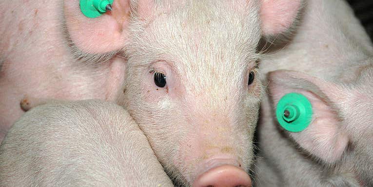 Japanese Scientist May Have To Grow His Human Organs In American Pigs