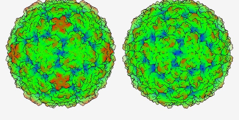 Model Of Newly Discovered Common Cold Virus Species Looks Like A Booger