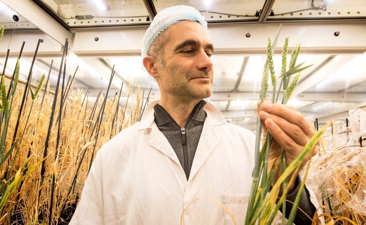 Brande Wulff inspects a crop of wheat.