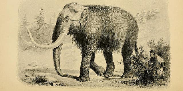 Japanese Researchers Announce Plan to Resurrect Woolly Mammoth Within Five Years