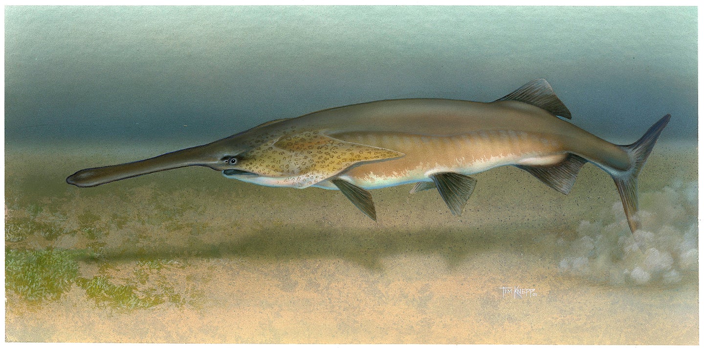 The American paddlefish, Polyodon spathula, has the most ampullary organs of any living vertebrate species.