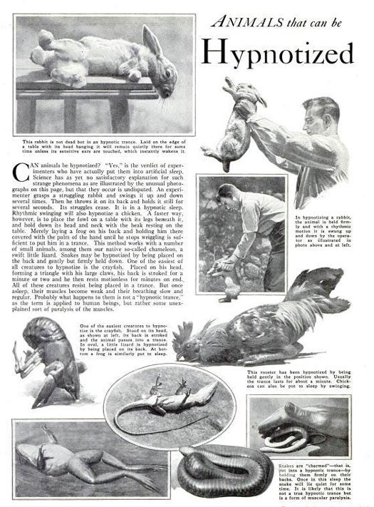 Hypnotizing Animals: September 1931