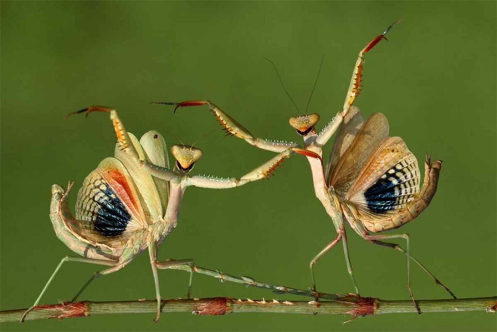 Mantis? More like dance-tis! (I am so, so sorry. There are <a href="http://www.thisiscolossal.com/2014/02/highlights-from-the-2014-sony-world-photography-awards-shortlist/">other images</a> from this competition that maybe you can make better portmanteaus from.) <em>From February 7, 2014</em>
