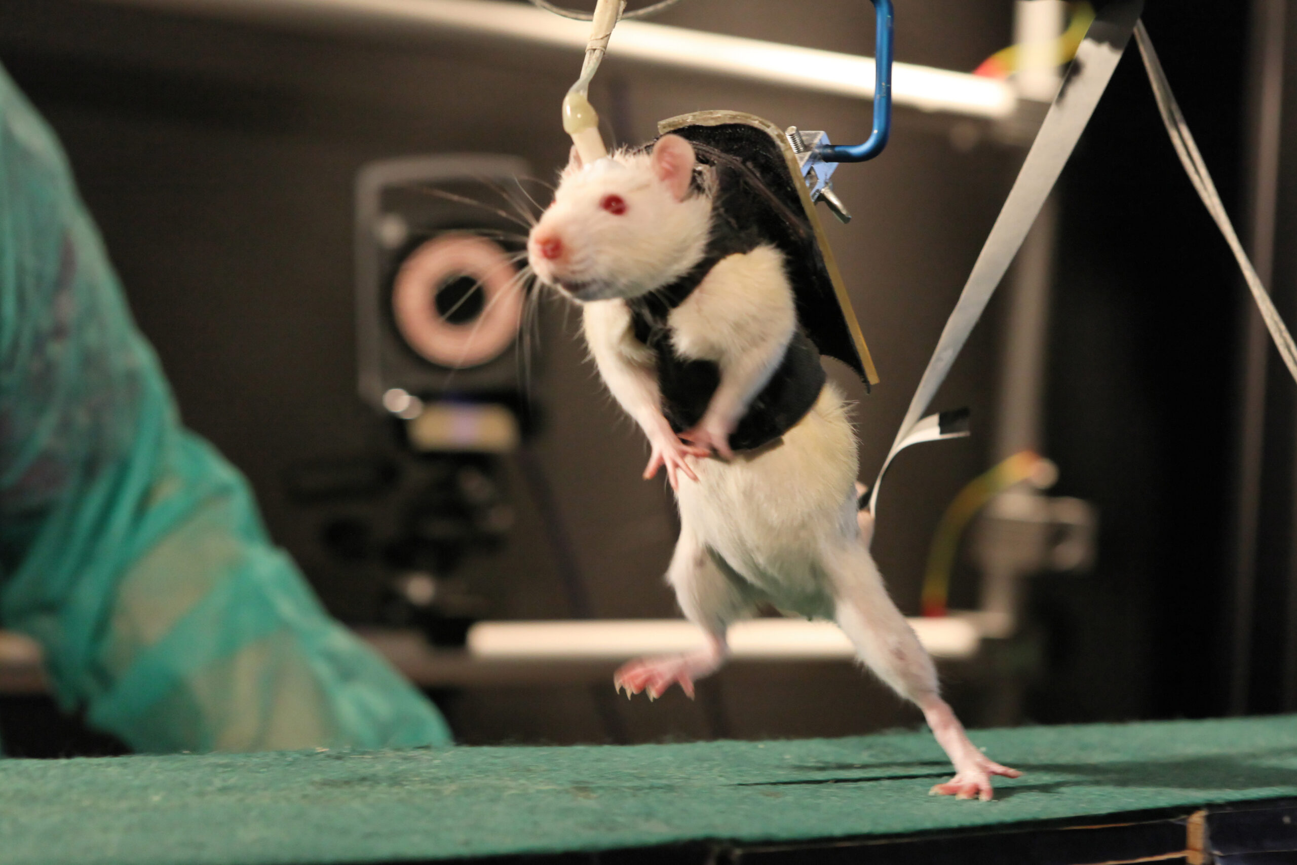 Video: After Robot-Assisted Rehab and a Dose of Chemicals, Paralyzed Rats Walk Again
