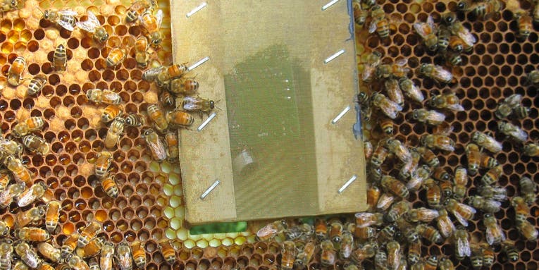 Bee Hackers Help Hives With Unconventional Tools