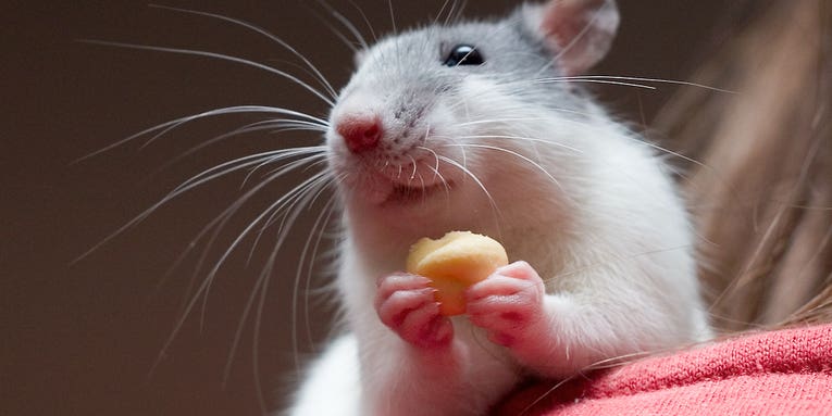 Tickle experiments reveal what a happy rat looks like