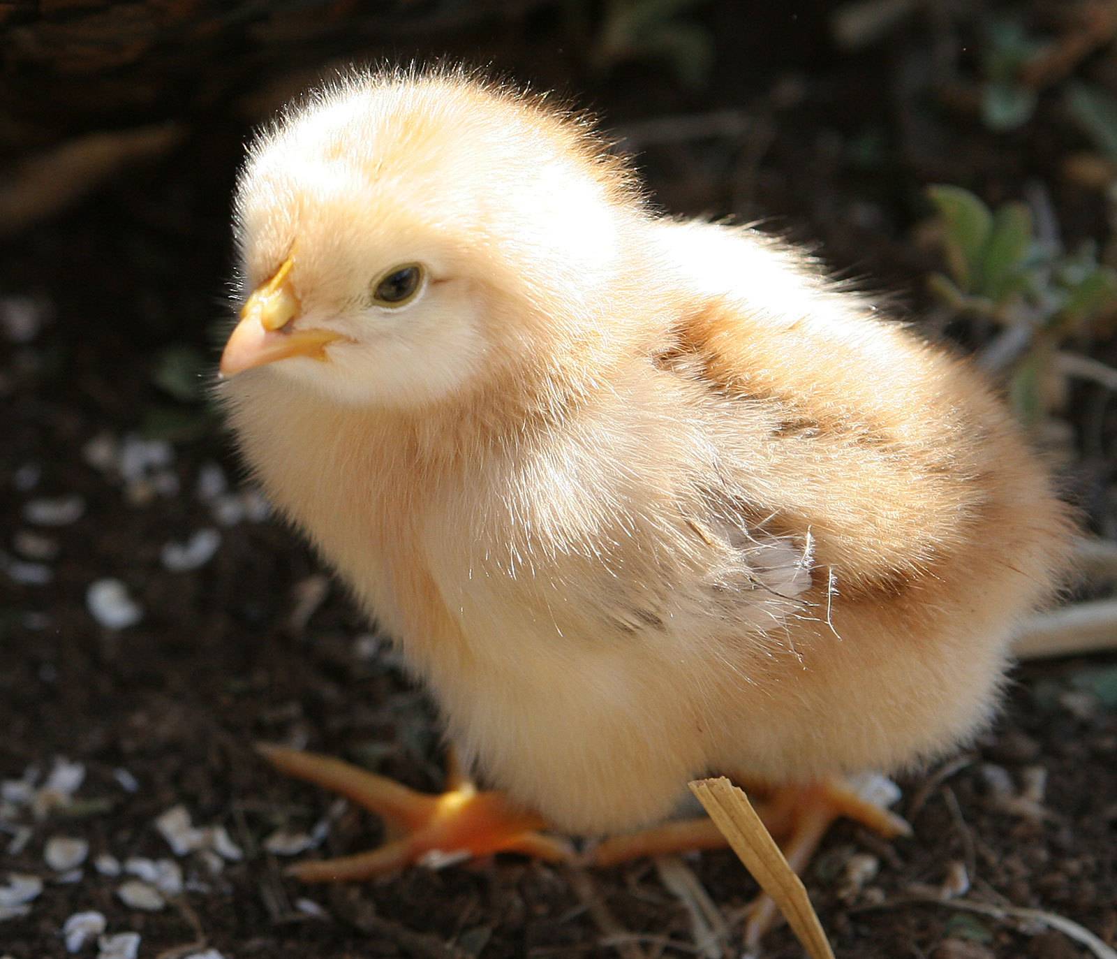 Baby Chicks Reject Escher-esque Impossible Shapes