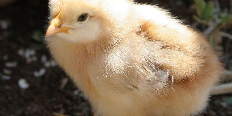Baby Chicks Reject Escher-esque Impossible Shapes