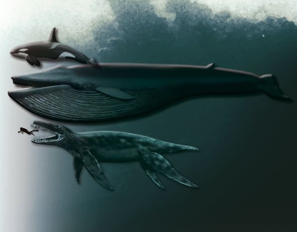 Scientists Uncover Fossil of Enormous Sea Monster