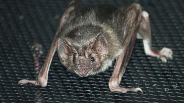 Vampire Bats Might Enjoy Brussels Sprouts