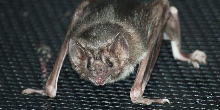 Vampire Bats Might Enjoy Brussels Sprouts