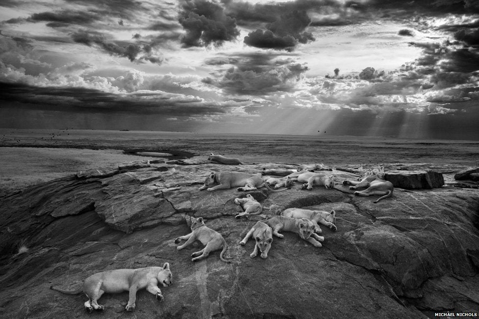 Lions bask on a rock in the sunny Serengeti in this image, which won the 2014 Photographer of the Year Award. The photographer, Michael Nichols followed this pride of felines for half a year before capturing the moment.