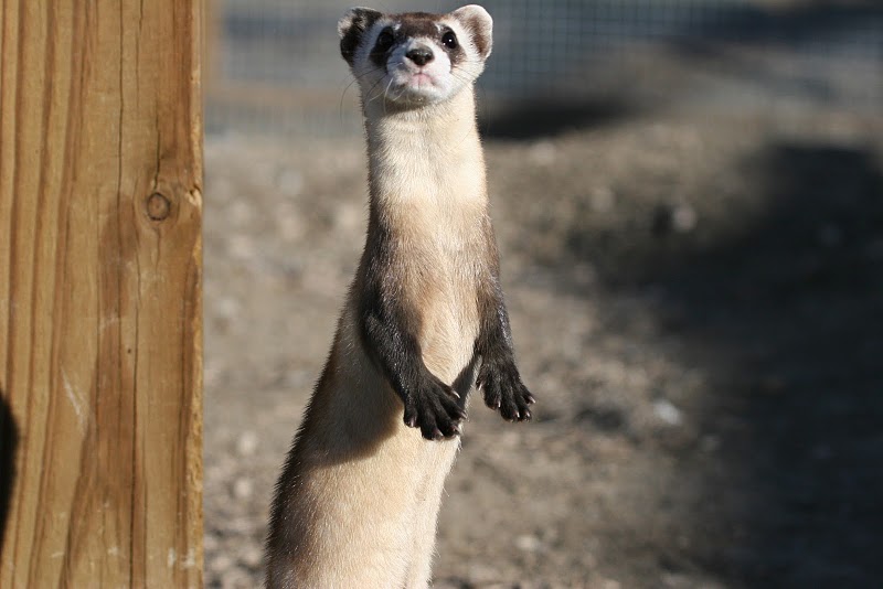 To Save Black-Footed Ferrets, Scientists Will Bring Back DNA From Frozen Specimens